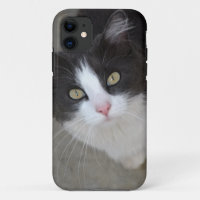 Pretty grey and white cat