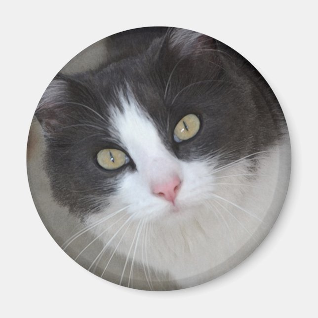 Pretty grey and white cat magnet (Front)