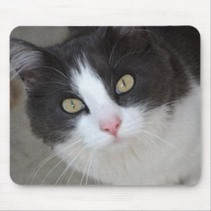 Pretty grey and white cat mouse pad