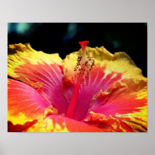 Pretty Hibiscus Flower Close Up Poster