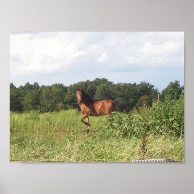 Pretty Horse in Field Poster (Front)