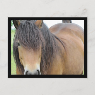 Pretty Horse Postcard