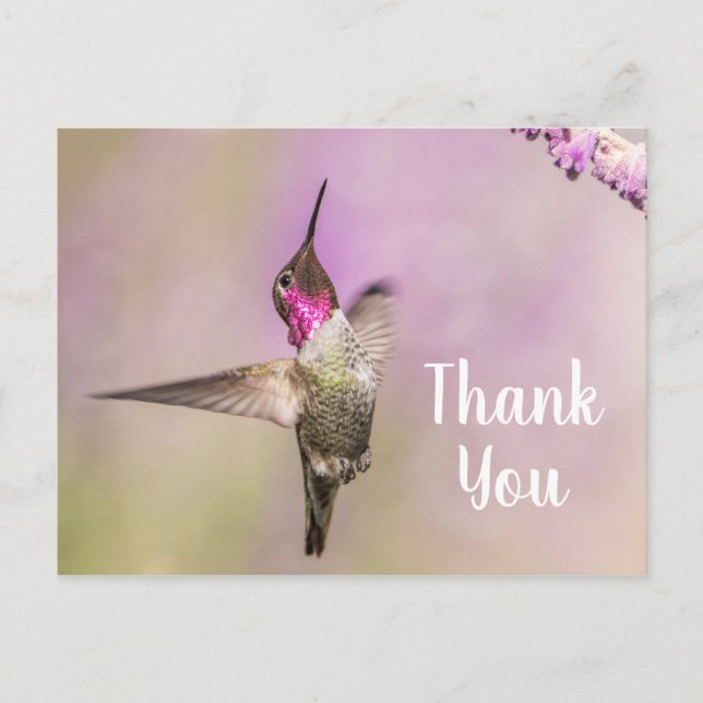 Pretty Hummingbird Posing to Say Thank You Postcard (Front)