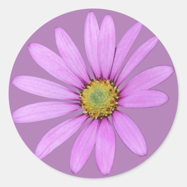 Pretty in Pink Cape Daisies Design Classic Round Sticker (Front)
