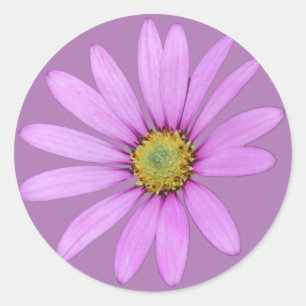 Pretty in Pink Cape Daisies Design Classic Round Sticker
