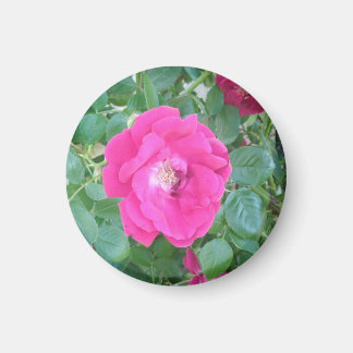 Pretty In Pink Flower Magnet