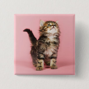 Pretty in Pink Kitten 2 Inch Square Button