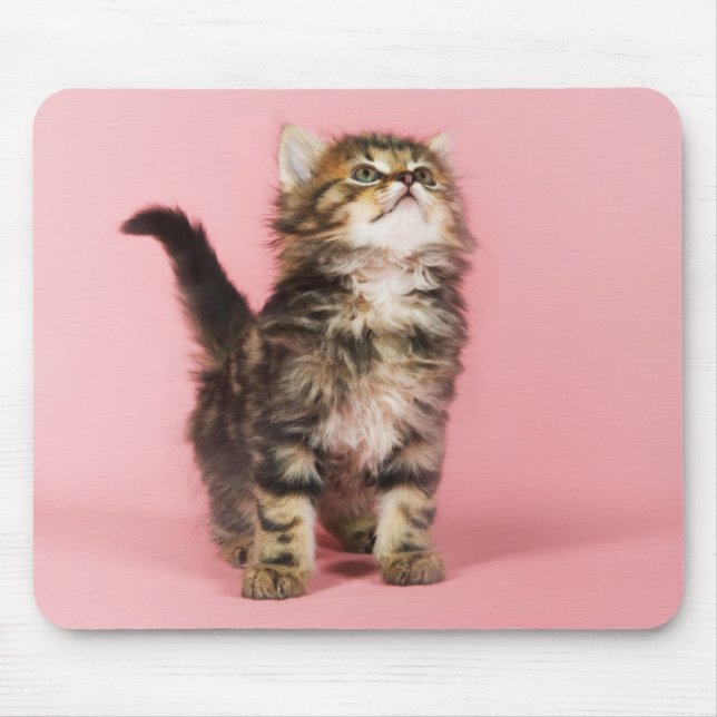 Pretty in Pink Kitten Mouse Pad (Front)