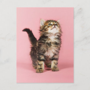 Pretty in Pink Kitten Postcard