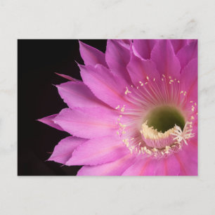 Pretty in pink Maria Piazza Postcard