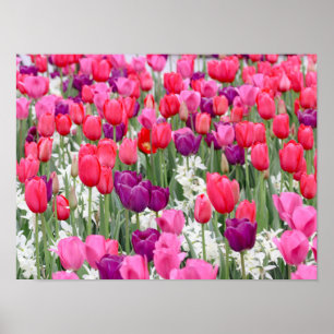 Pretty in Pink Petals Poster