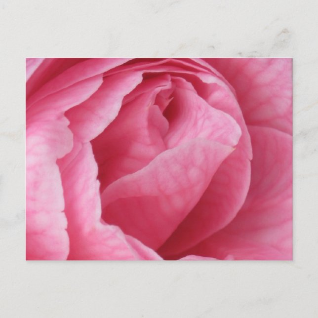 Pretty in Pink Postcard (Front)