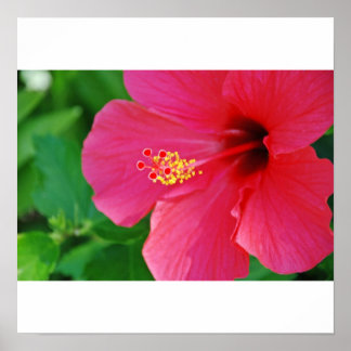 Pretty in Pink Poster