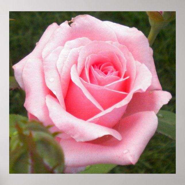 Pretty In Pink Rose Poster (Front)