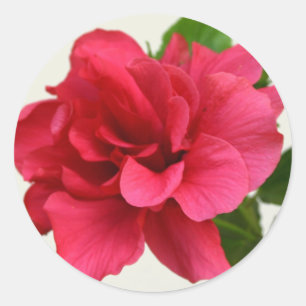 Pretty in Pink - Sticker