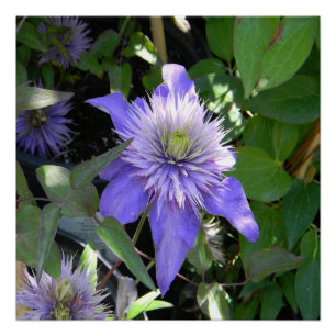 Pretty in Purple... Poster