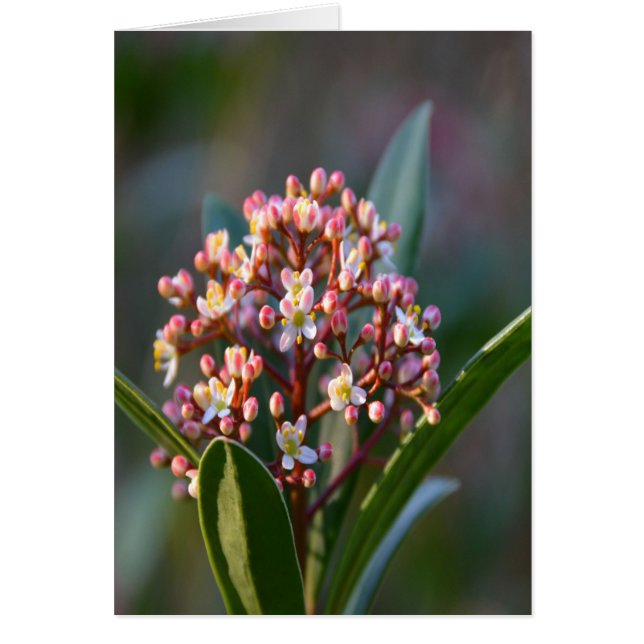 Pretty in Spring (Front)