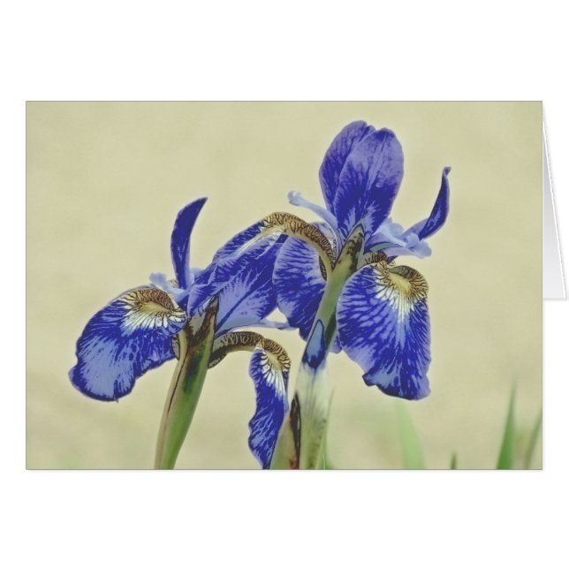 Pretty Iris Pair (Front Horizontal)