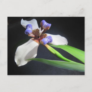 Pretty Iris Postcard