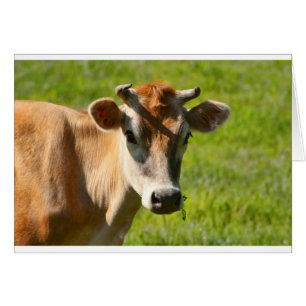 Pretty Jersey Cow Stare