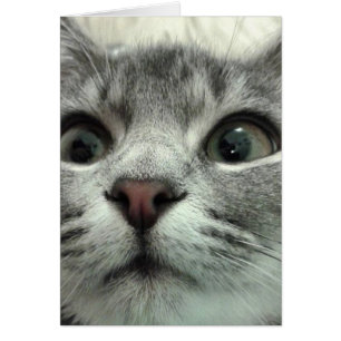 Pretty Kitten, Gute Besserung