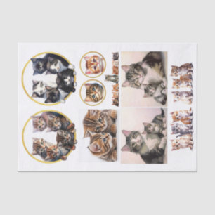 Pretty Kittens in the Style of Helena Maguire Tissue Paper