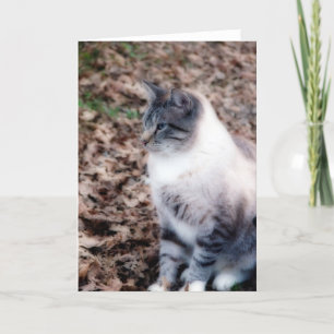 Pretty Kitty Card