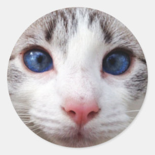 Pretty Kitty Cat Classic Round Sticker