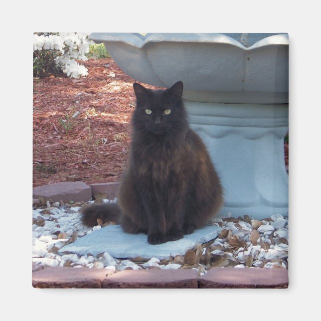 Pretty Kitty Magnet (Front)