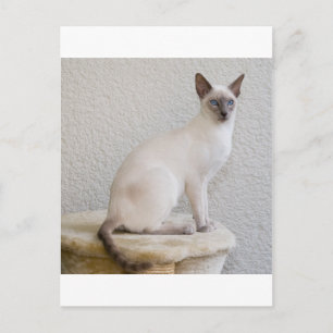 Pretty kitty postcard