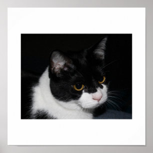 Pretty Kitty Poster