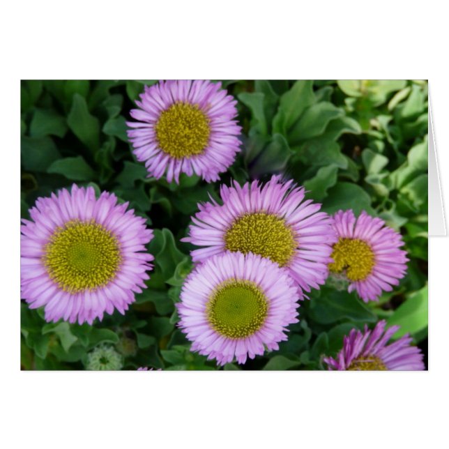 Pretty Lavender Erigeron Flowers (Front Horizontal)