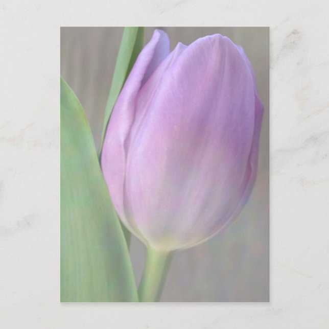 Pretty Lavender Tulip Post Card (Front)
