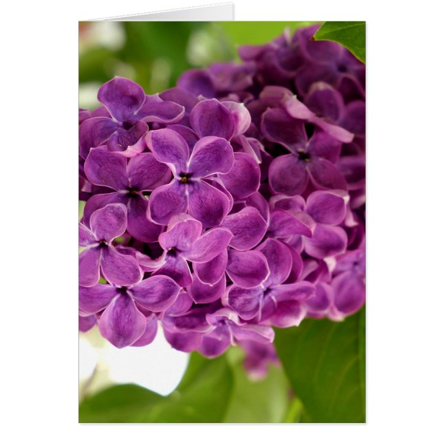 Pretty Lilac (Front)
