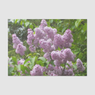 Pretty Lilac Bush Tissue Paper