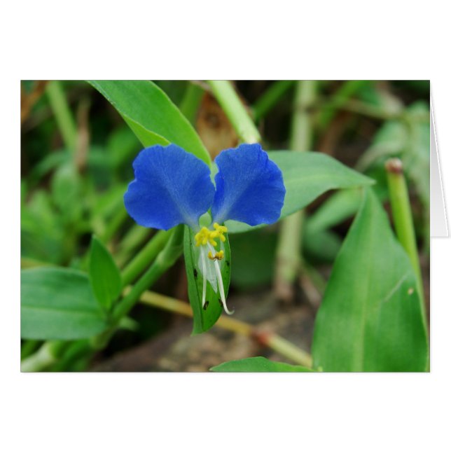 Pretty Little Blue Flower (Front Horizontal)
