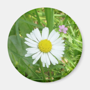 Pretty Little White and Yellow Miniature Daisy Magnet
