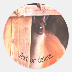Pretty Llama Farm Animal Personalized Classic Round Sticker