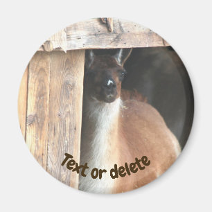 Pretty Llama Farm Animal Personalized Magnet