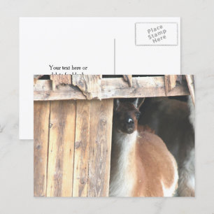 Pretty Llama Farm Animal Personalized Postcard