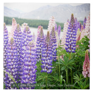 Pretty Lupins @ Lake Tekapo New Zealand Tile