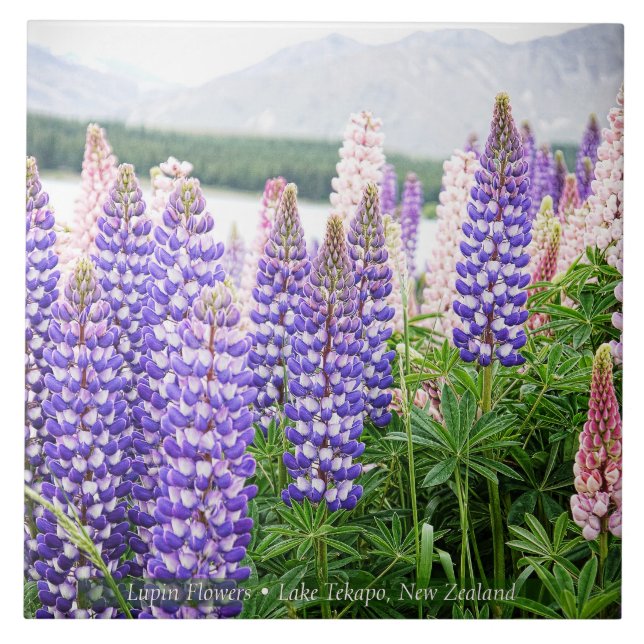 Pretty Lupins @ Lake Tekapo New Zealand Tile (Front)