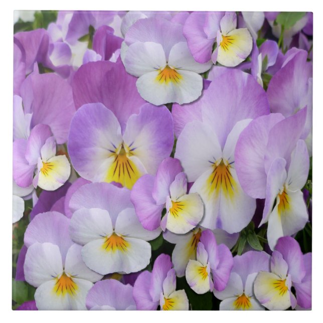Pretty Mauve  Pansies Tile (Front)