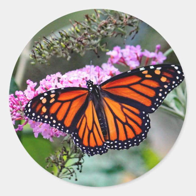 Pretty Monarch Butterfly Photo Classic Round Sticker (Front)