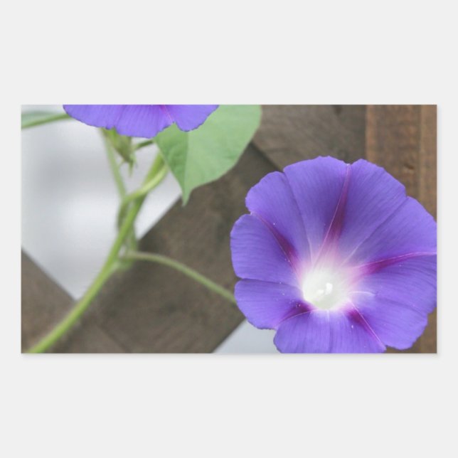 Pretty Morning Glories Sticker (Front)