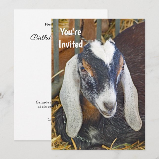 Pretty Nubian Goat Photo Birthday Invitation (Front/Back)