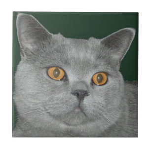 Pretty Orange Eyed Kitty Tile