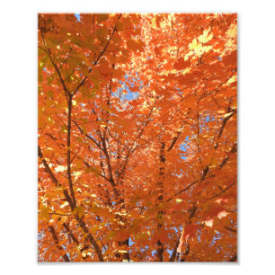 Pretty Orange Fall Leaves Photo Print
