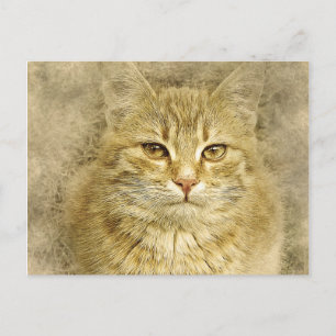 Pretty Orange Kitty   Abstract   Watercolor Postcard