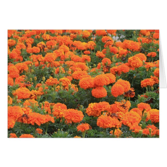 Pretty Orange Marigolds Floral Photo (Front Horizontal)